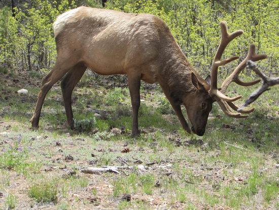Ein stattlicher Wapiti suchte genüßlich neben der Straße sein Lunch