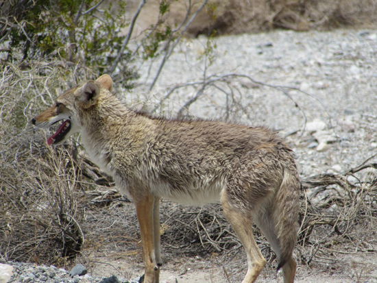 Ein junger Coyote begrüßte uns im Death Valley