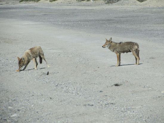 Zur Verabschiedung kamen zwei Coyoten