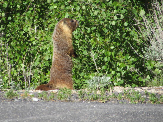 Ein neugieriges Murmeltier zeigte uns den Weg