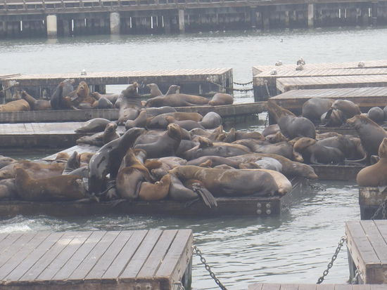 Seelöwen bei Pier 39