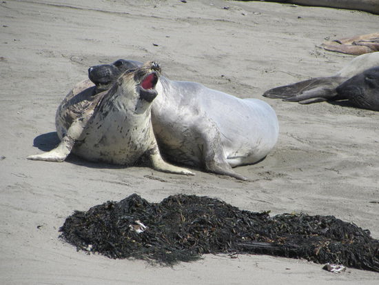 Eine Herde See-Elefanten sonnt sich am Strand
