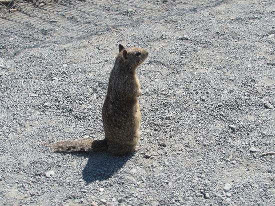 Grauhörnchen bettelten um Futter