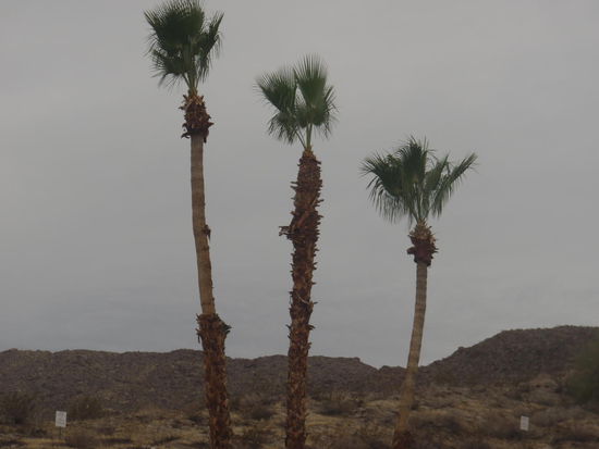 Das stundenlange Schuften hat sich ausgezahlt, Wolken über Palm Springs