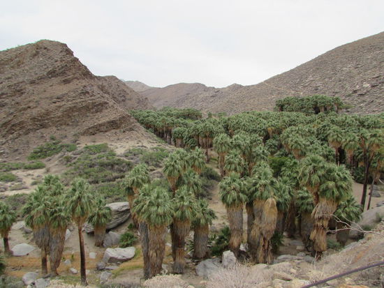 Erster Blick in den Palm Canyon vom Parkplatz aus