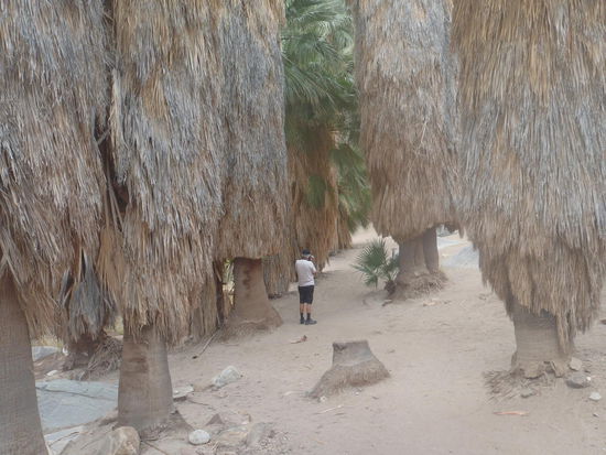 Hugo bei den Riesenpalmen