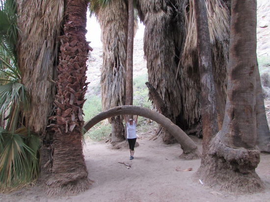 Eva hat eine Palme verbogen