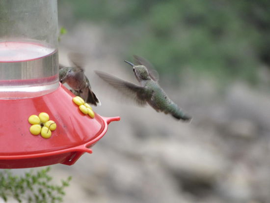 Kolibri beim Zuckerwasser schlecken