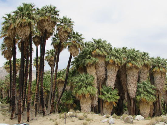 Palmenensamble im Murray Canyon