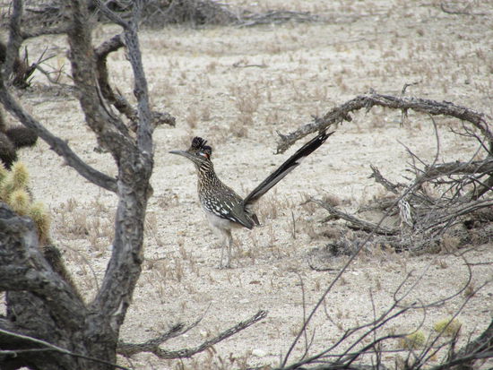 Bei der Rückfahrt in die Stadt trafen wir noch einen Roadrunner - ein Rennkuckuck, bekannt aus dem Zeichtrickfilm mit Wile E. Coyote