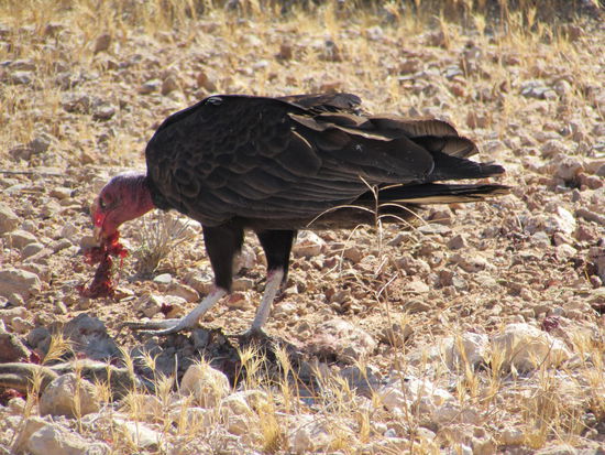 Ein Truthahngeier verspeist eine Schlange