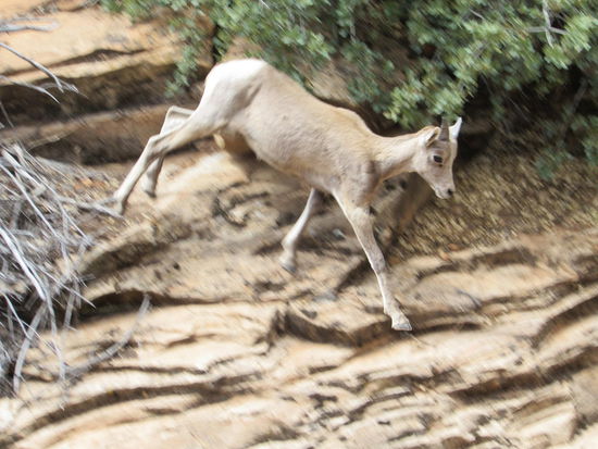 Junges Dickhornschaf im Zion