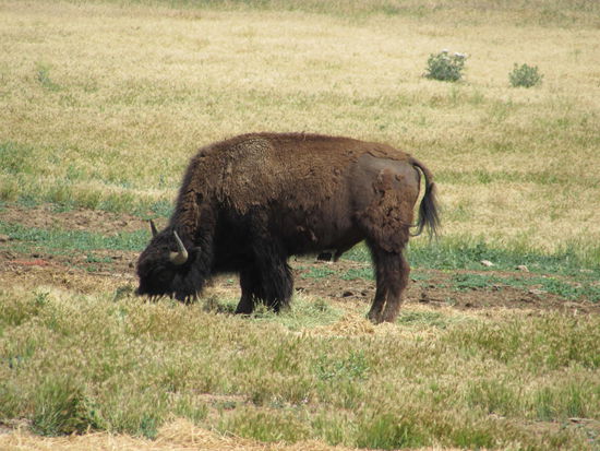 Unser erster Büffel - leider nur in einer Zuchtanlage