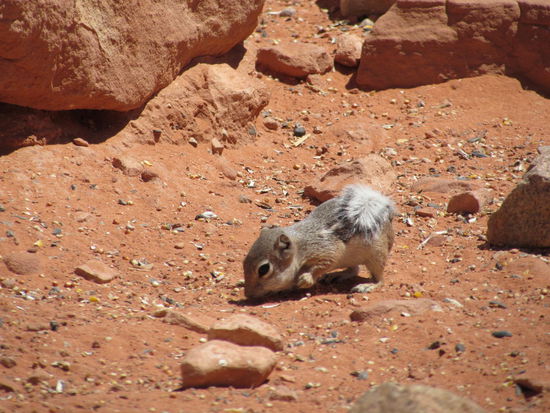 Ein Streifenhörnchen holte sich Samen