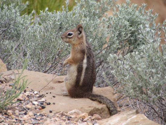 Streifenhörnchen schauten wachsam umher