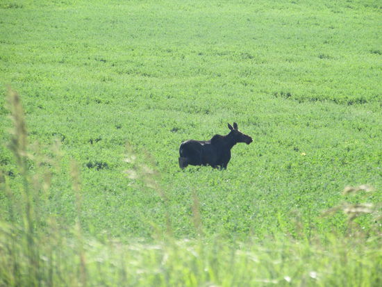 Am Snake River in Idaho sahen wir unseren ersten Elch
