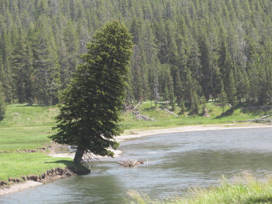 Wenn ich groß bin, werde ich eine Brücke über den Lewis River