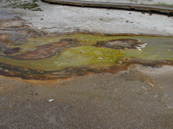 Warmwasserquellen im Black Sand Basin