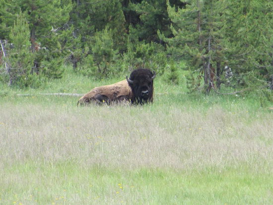 Der erste Bison im Tal des Gibbon Rivers