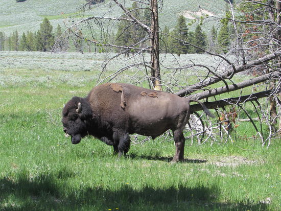 Ein stolzer Bulle zeigte sich am Yellowstone River