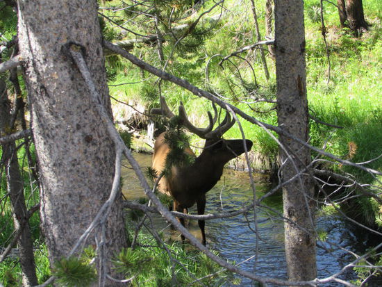 Und einen Hirsch überraschten wir beim Baden