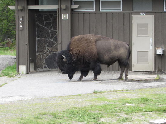 Ein Bison besuchte uns am Parkplatz
