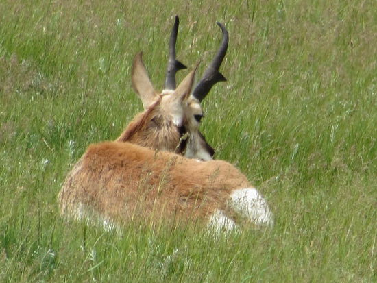 Gabelböcke war unsere tierische Ausbeute im Lamar Valley