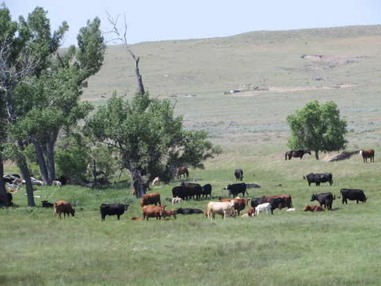 Auf 248 Meilen über 10.000 Kühe, Eva lechtzte nach Steak