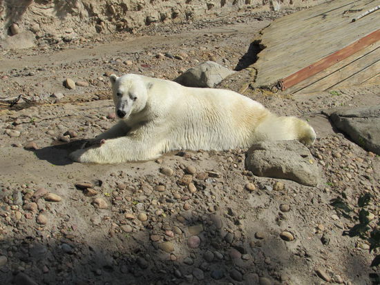 Der ist zu groß für's Gepäck, daher haben wir einen Kleinen genommen
