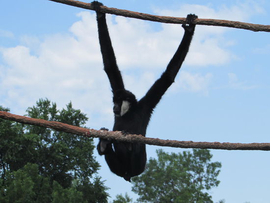 Der Gibbon hängte nur so rum