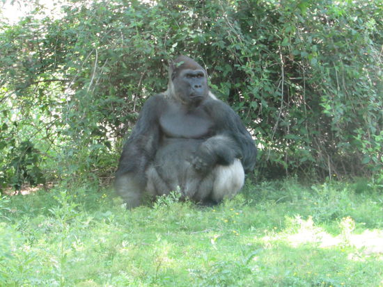 Der Boss hatte seinen Harem im Blickfeld