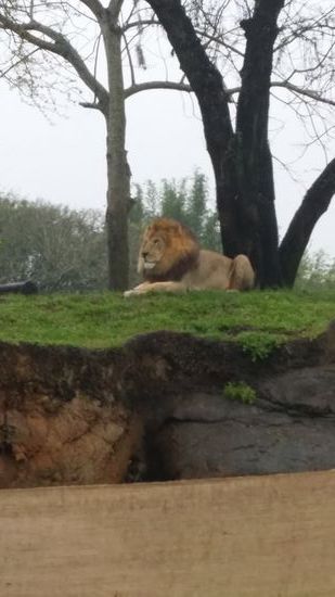 Katze und wasserscheu - wer sagt dass?