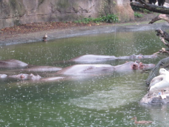 Frischwasserzufuhr im Hippo-Pool