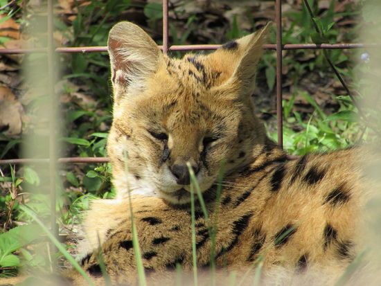 Serval "Zouletta" - 18 Jahre alt, war 14 Jahre in New York in einem Keller ohne Fenster gehalten worden