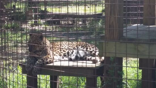 Leopard "Jade" - 19 Jahre alt, wurde illegal gehalten