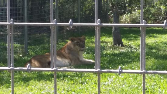 Löwin "Nikita" - 20 Jahre alt, kam von einem Zirkus