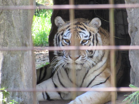 Tigerin "Teisha" - 14 Jahre alt, wurde von ihrem Pfleger so geschlagen, dass sie lahmt