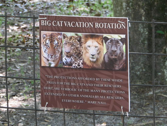 So wie die kleinen Katzen, am anderen Ende des Parks, haben auch die Großen einen weitläufigen Auslauf, den sie abwechselnd benutzen können - ein sogenannter Katzenurlaub