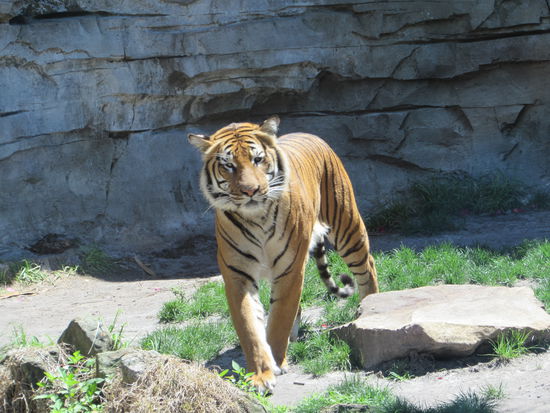 Der echte Tiger konnte es besser