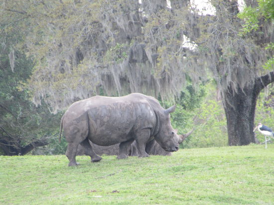 Sagt das Nashorn dann zum Marabu: "Was sagst denn Du dazu?"