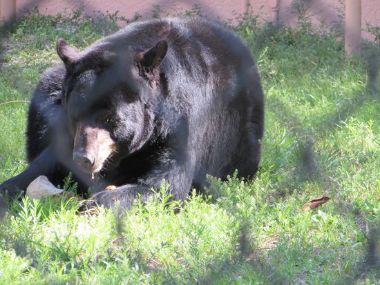 Florida-Schwarzbär beim Gabelfrühstück