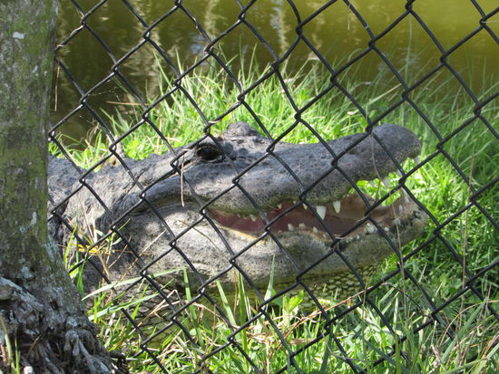 In der Alligator Bay sonnten sich einige 4 Meter Riesen
