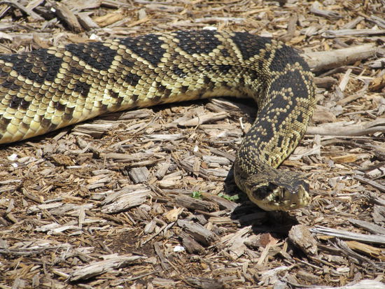 Diamantklapperschlange aus Texas