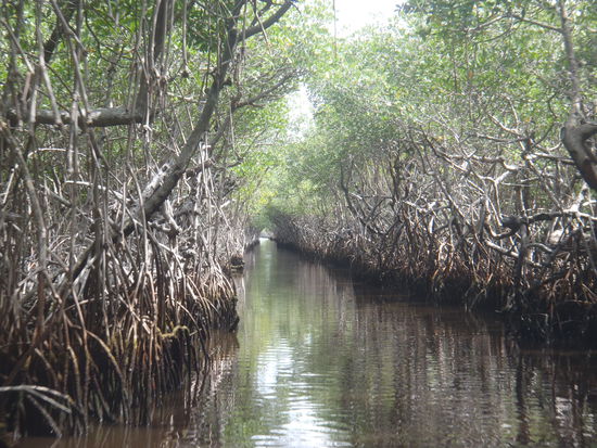 In langen und engen Kanälen brausten wir durch das Dickicht