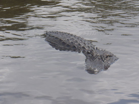 In größeren Tümpeln lauerten Alligatoren