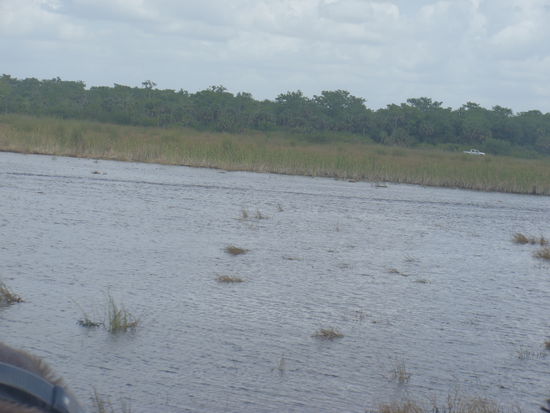 Im Grasland der Everglades