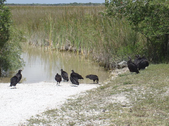 Die Geier warteten vergebens, wir kamen Alle zurück