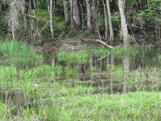 Morast soweit das Auge reicht