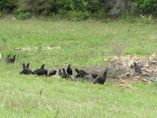 Mittagstisch bei Familie Rabengeier