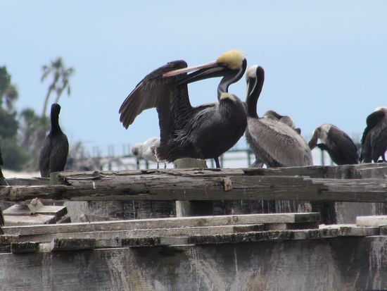 Pelikane am Bootssteg